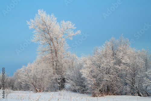 Trees covered with rime in a frosty winter day