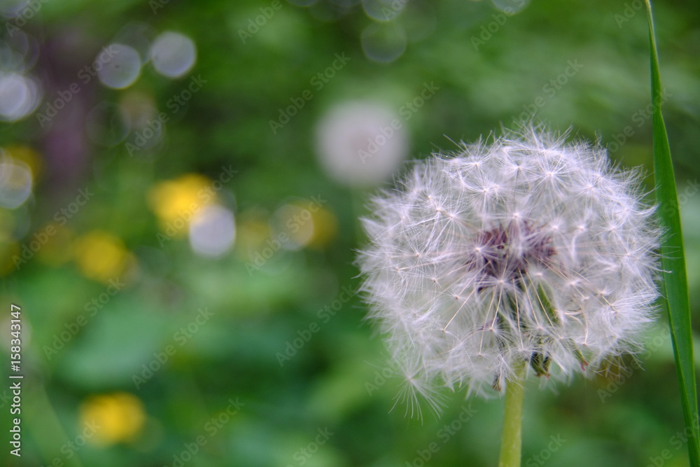 Obraz premium Ready to sow.