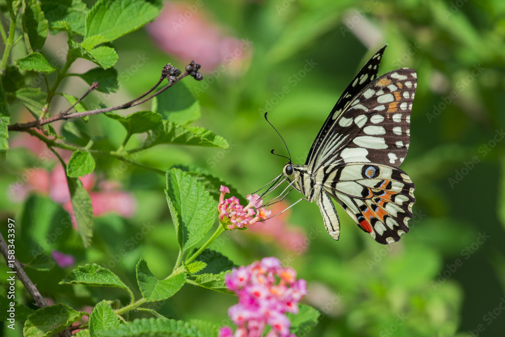 Beautiful butterfly perched on a flower. Insect Animals. Beautiful butterfly perched on a flower. Insect Animals.