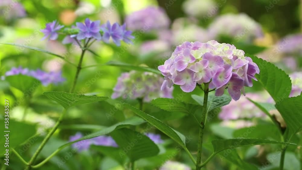 Pink hydrangeas swaying in wind in rainy season, close up
Pink hydrangeas swaying in wind in rainy season, close up