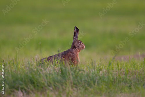 Feldhase © Hans-Joerg Hellwig