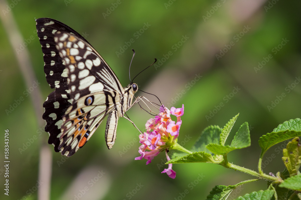 Beautiful butterfly perched on a flower. Insect Animals. Beautiful butterfly perched on a flower. Insect Animals.