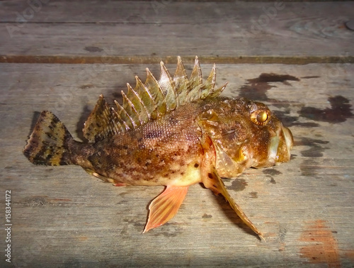 A predatory sea fish. Scorpaena porcus  