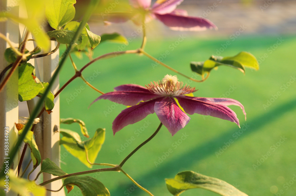 Fototapeta premium Pink clematis in the summer garden. Summer flowers. Clematis