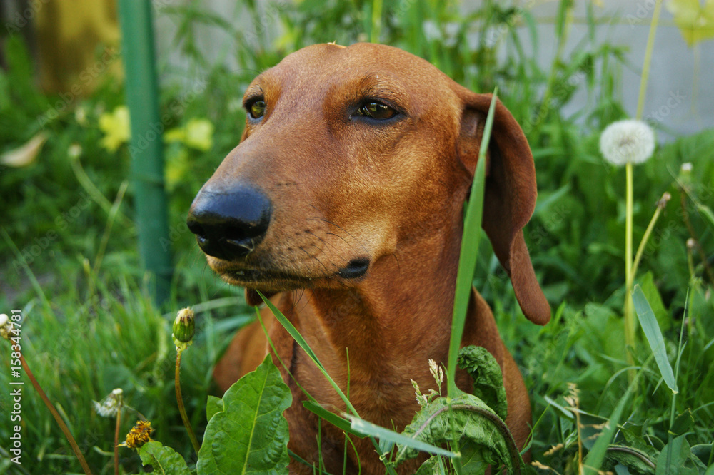 Brown dog in high green grass, dachshund