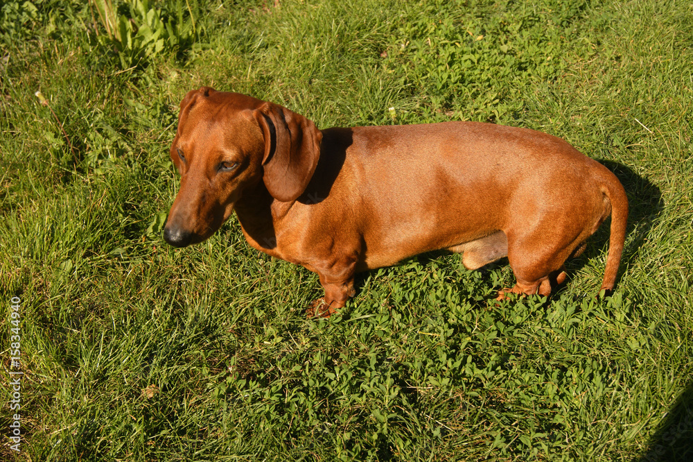 Red-haired dog on green grass, dachshund
