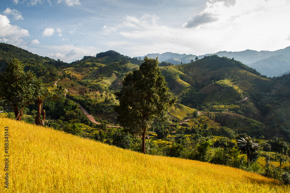 Golden Rice Field, a beautiful natural beauty on mountain in Nan, Nan Province, Thailand.