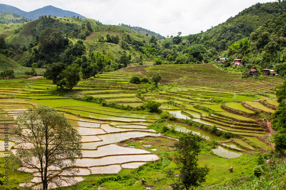 Rice Field, a beautiful natural beauty on mountain  Khun Nan, Nan Province, Thailand.