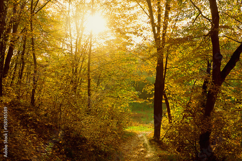 autumn forest with sun rays breaks through the foliage
