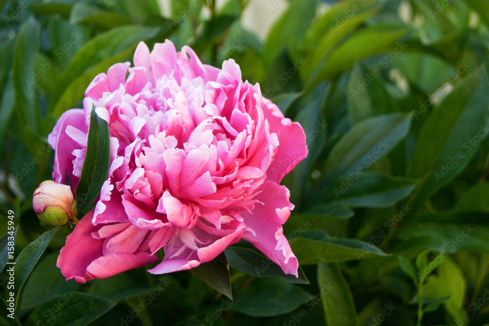 Pink pionia against the background of a green bush Pink pionia against the background of a green bush