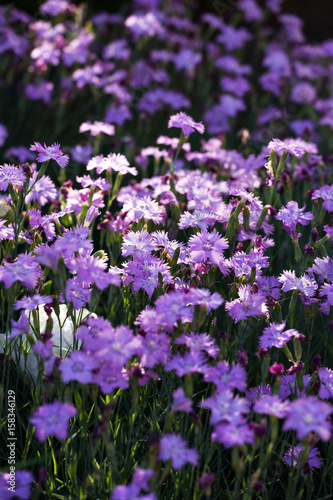 Blue field carnations