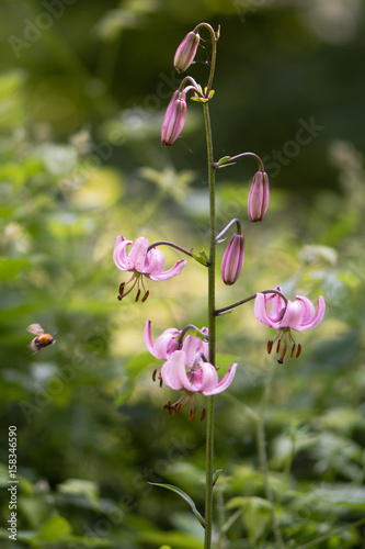фотографія Martagon lily (Lilium martagon) flowering in British woodland