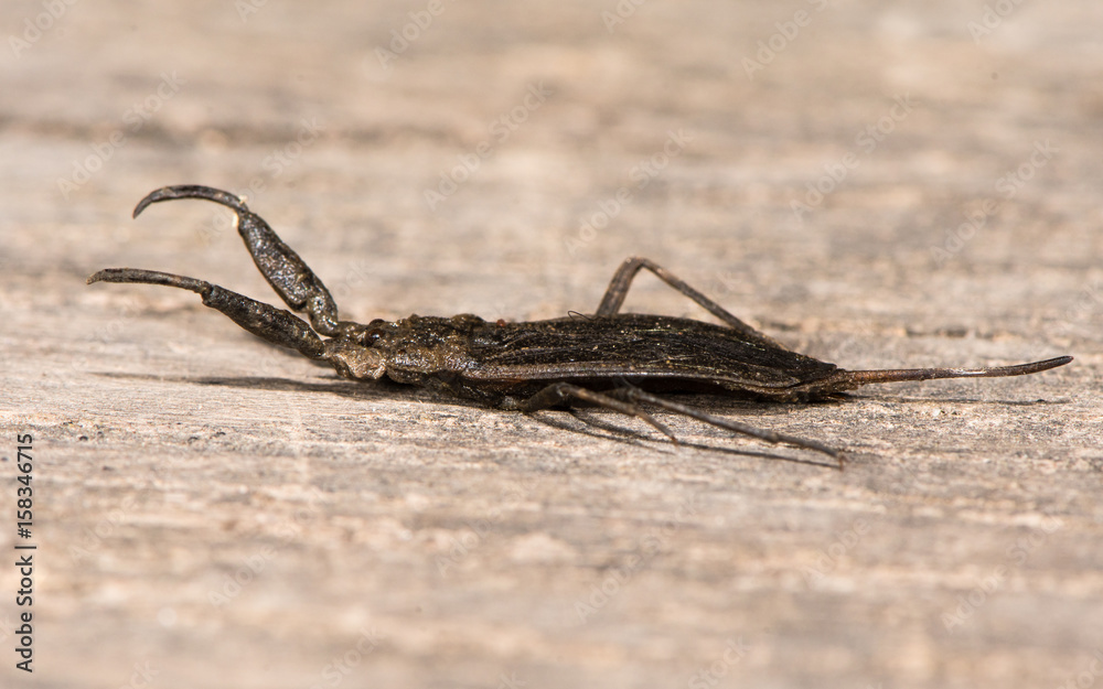 Water scorpion (Nepa cinerea) in profile. Predatory aquatic bug in the family Nepidae, with caudal process that acts as breathing tube