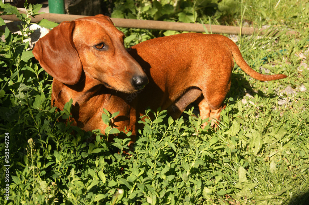 Dachshund, the dog in the street in the summer. Green grass