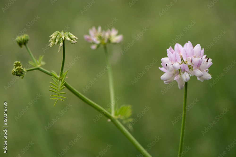 Crown vetch (Securigera varia) plant in flower. Pale lilac flowers on clambering plant in the pea family (Fabaceae), naturalised in the UK Crown vetch (Securigera varia) plant in flower. Pale lilac flowers on clambering plant in the pea family (Fabaceae), naturalised in the UK