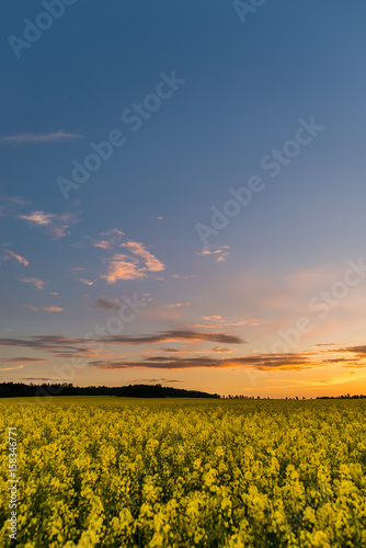 Blue sky over Rapeseed field with yellow plants after sunset