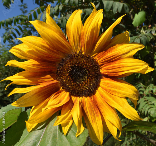 große geöffnete Sonnenblume