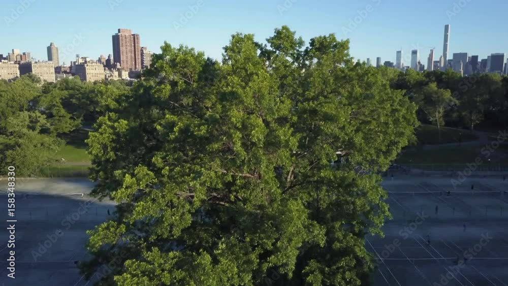 rising over tree to reveal view of reservoir in Central Park rising over tree to reveal view of reservoir in Central Park