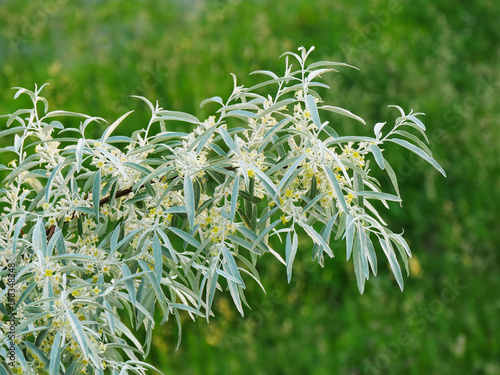 Russian olive tree branch with flowers (Elaeagnus angustifoilia)