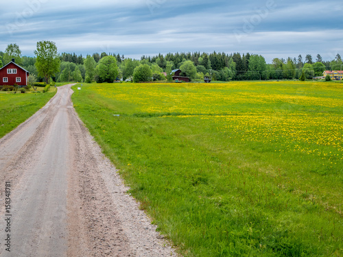 Summer landscape in countryside Sweden. Dirt road leading to Farmhouse in background. Yellow flowers on grass field in foreground.