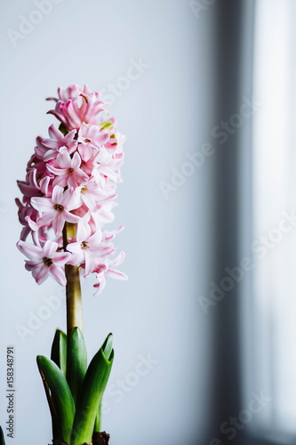 Fototapeta Naklejka Na Ścianę i Meble -  Three beautiful pink hyacinth in a pot with a vintage pattern on the window
