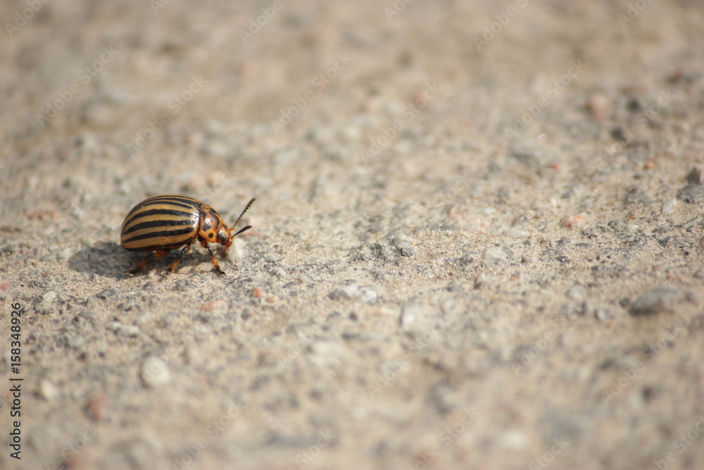 potato bug potato bug