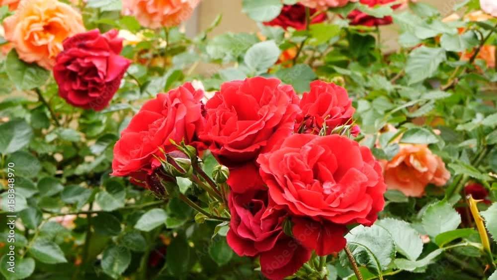 Roses blooming in the garden Roses blooming in the garden
