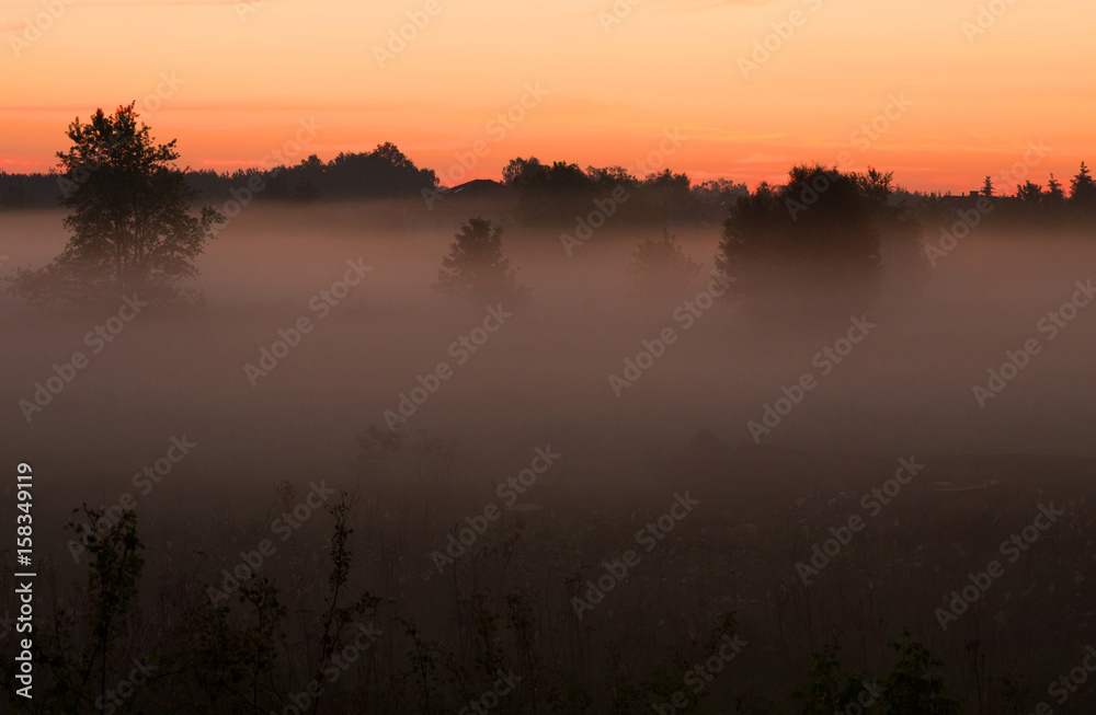 Foggy, spring dawn over the meadows