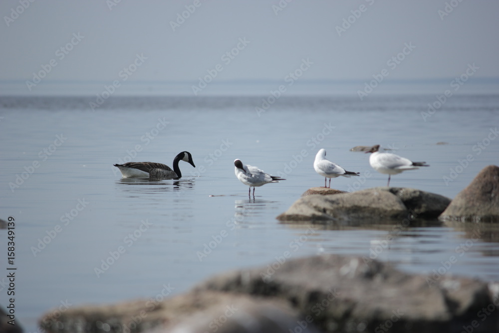 Terns and Canada goose