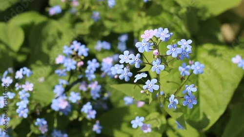 Nemophila flower field, blue flowers in the garden.
