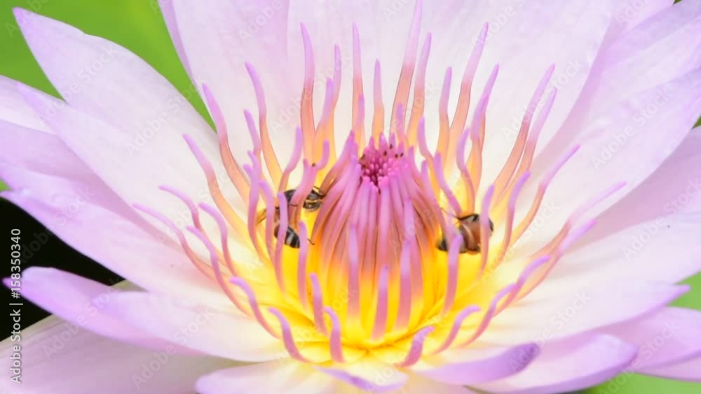 Close up lotus and bees. Close up lotus and bees.