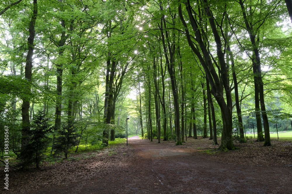 Fototapeta premium Pellens-Park Anfang Juni 