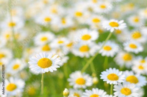 Beautiful daisy flower in the grass in springtime. Chamomile field flowers background. Herbal plants chamomile in the wild