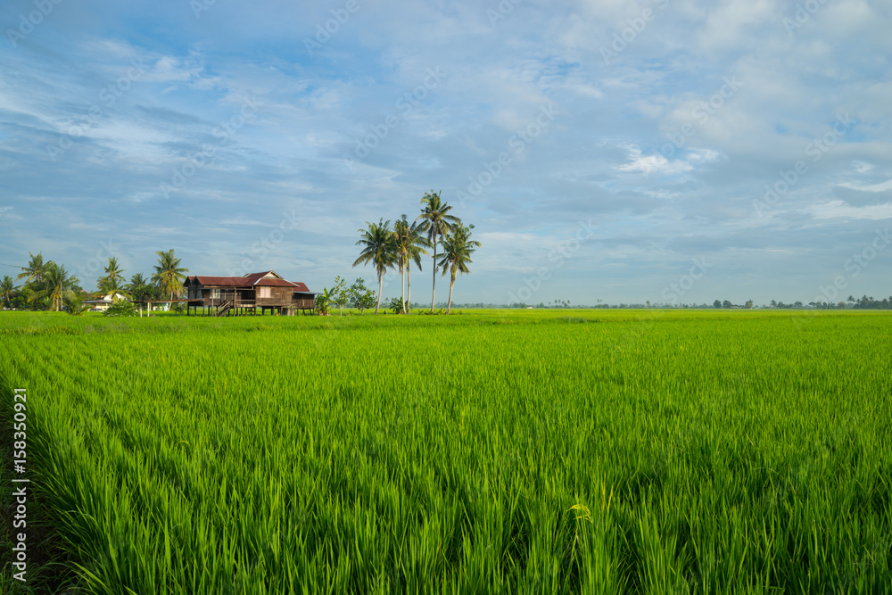 View of paddy field during sunrise in Sungai Besar, a well known place as one of the major rice supplier in Malaysia. View of paddy field during sunrise in Sungai Besar, a well known place as one of the major rice supplier in Malaysia.