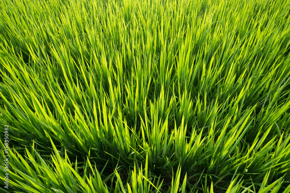 View of paddy field during sunrise in Sungai Besar, a well known place as one of the major rice supplier in Malaysia. View of paddy field during sunrise in Sungai Besar, a well known place as one of the major rice supplier in Malaysia.