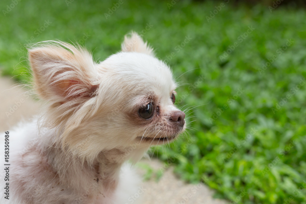 chihuahua dog chihuahua dog