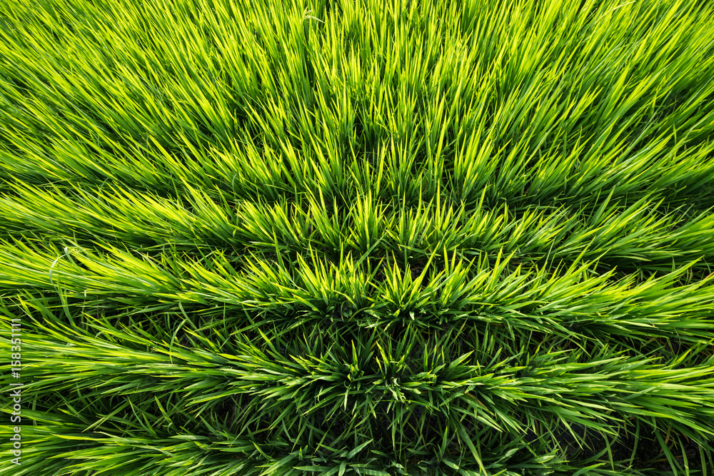 View of paddy field during sunrise in Sungai Besar, a well known place as one of the major rice supplier in Malaysia. View of paddy field during sunrise in Sungai Besar, a well known place as one of the major rice supplier in Malaysia.