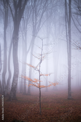 Fairy tale foggy forest