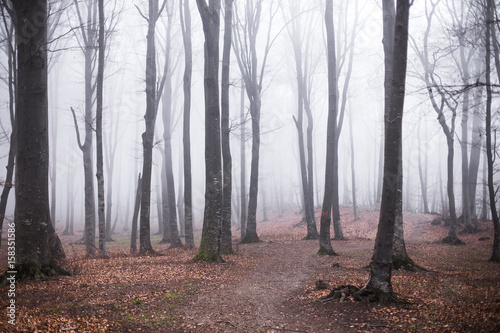 Dark trail foggy forest © bonciutoma