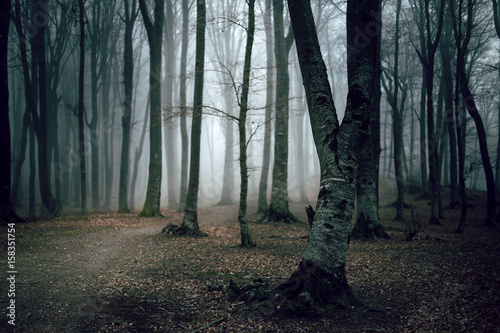 Dark foggy forest