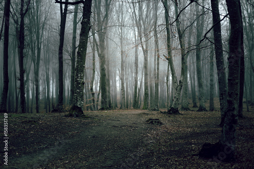 Dark trail in misty forest