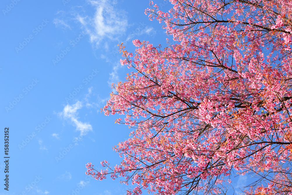 Beautiful pink cherry blossom flower blooming with clear blue sky background Beautiful pink cherry blossom flower blooming with clear blue sky background