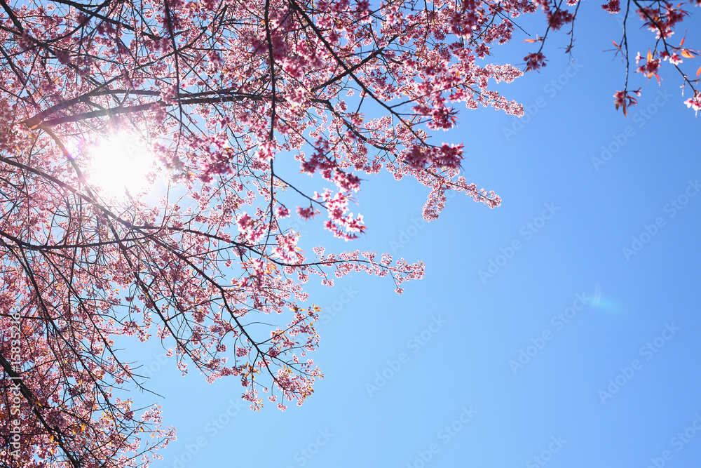 Beautiful pink cherry blossom flower blooming with clear blue sky background Beautiful pink cherry blossom flower blooming with clear blue sky background