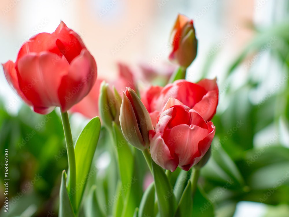 Fototapeta premium Red tulips