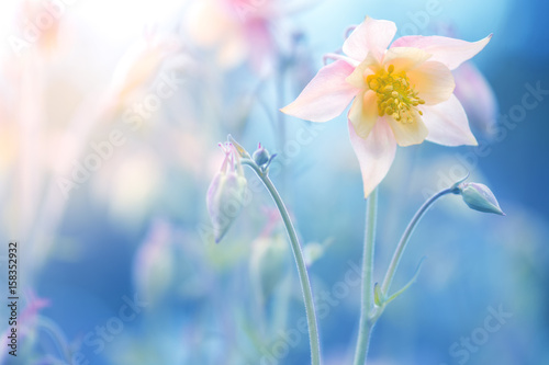 Flower of aquilegia cream-colored on a blue background. Pink flower on a blue background.Selective focus