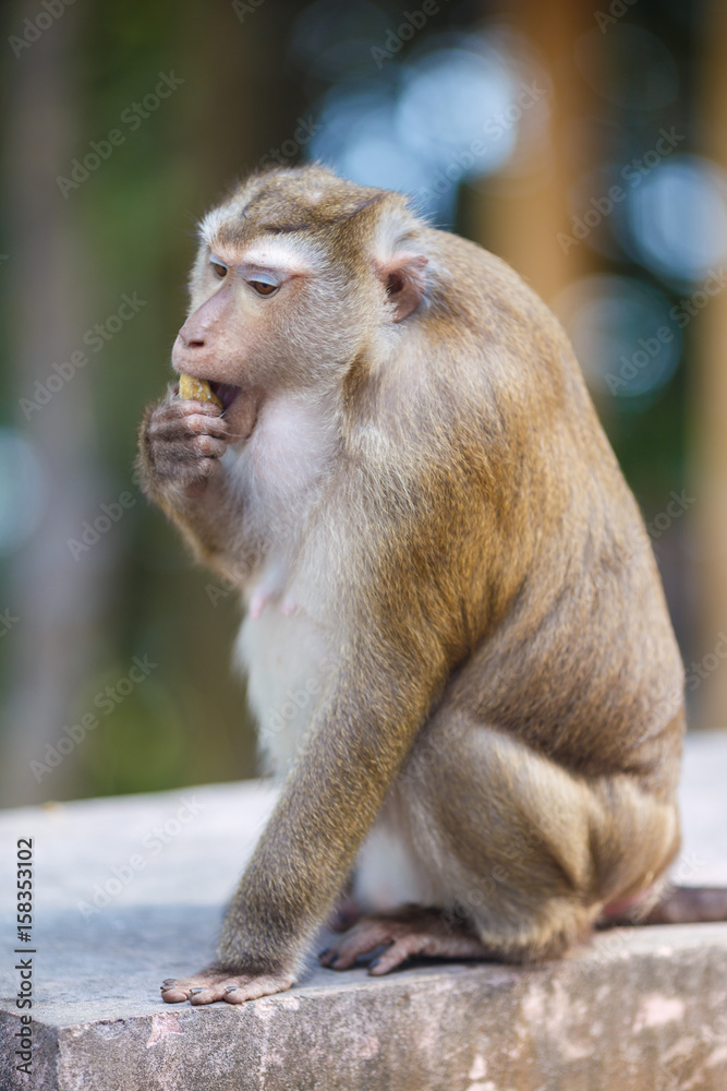 Naklejka premium Macaque sits on the stone, eat banana, monkey hill, Phuket