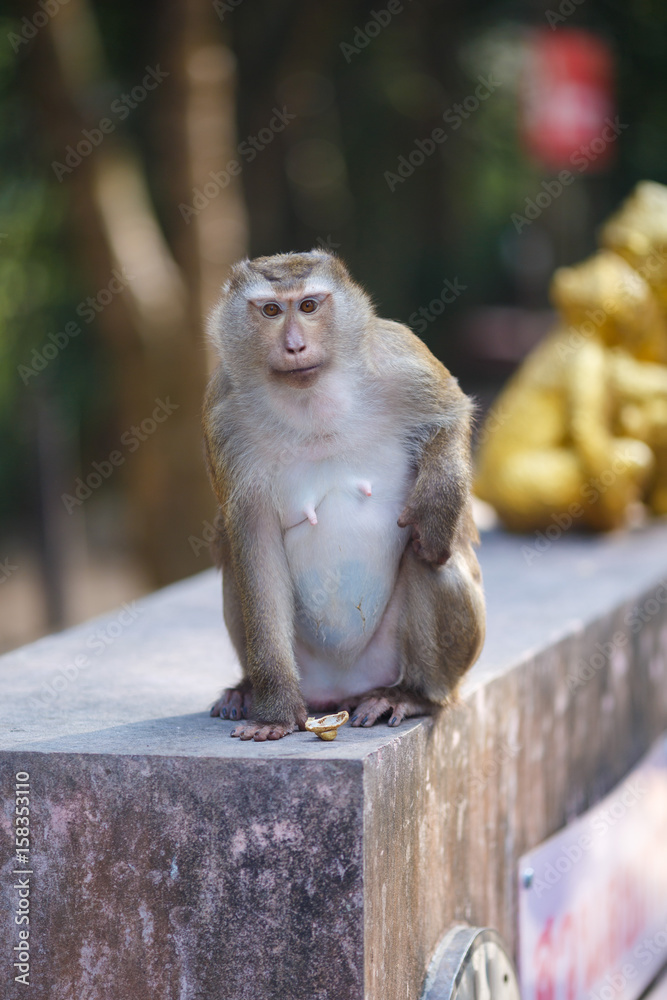 Macaque sits on the stone, monkey hill, Phuket