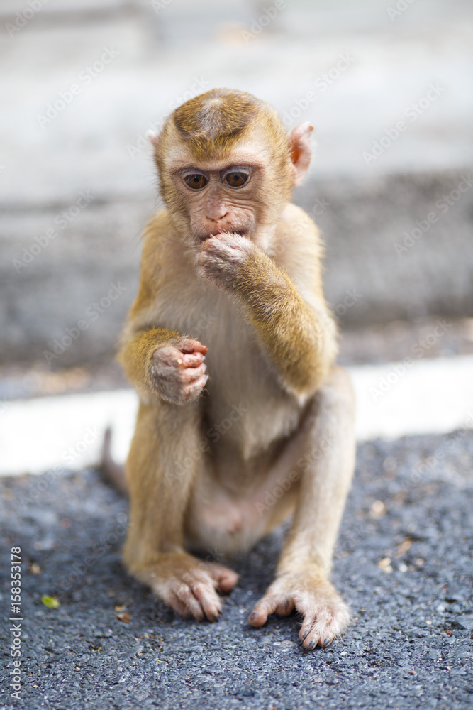 Baby Macaque sits on the asphalt, monkey hill, Phuket Baby Macaque sits on the asphalt, monkey hill, Phuket