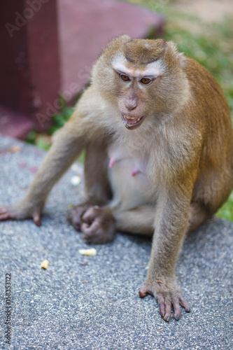 Macaque sits on the asphalt, monkey hill, Phuket © Youlaangel