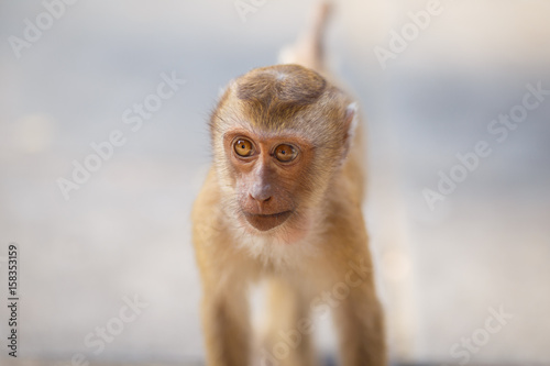 Baby macaque  portrait  close-up